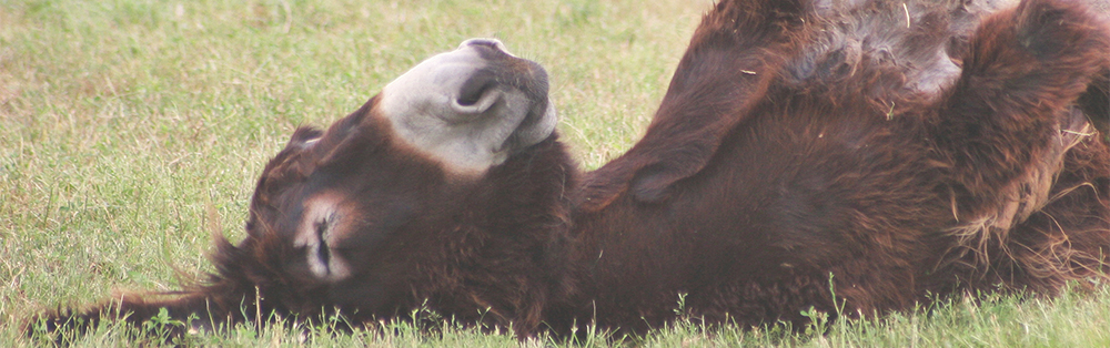 buleza-asno-zamorano-descansando