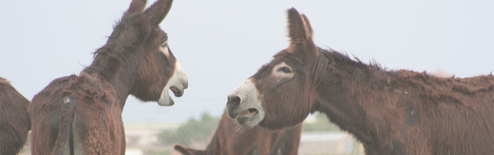 buleza-asno-zamorano-rebuznando