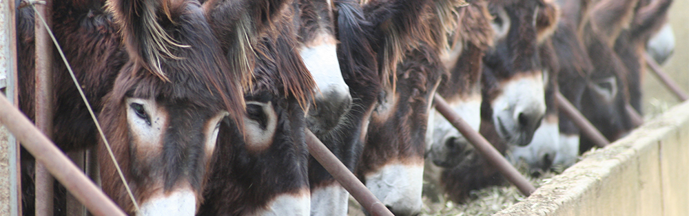 buleza-burras-bebiendo-leche-de-burra